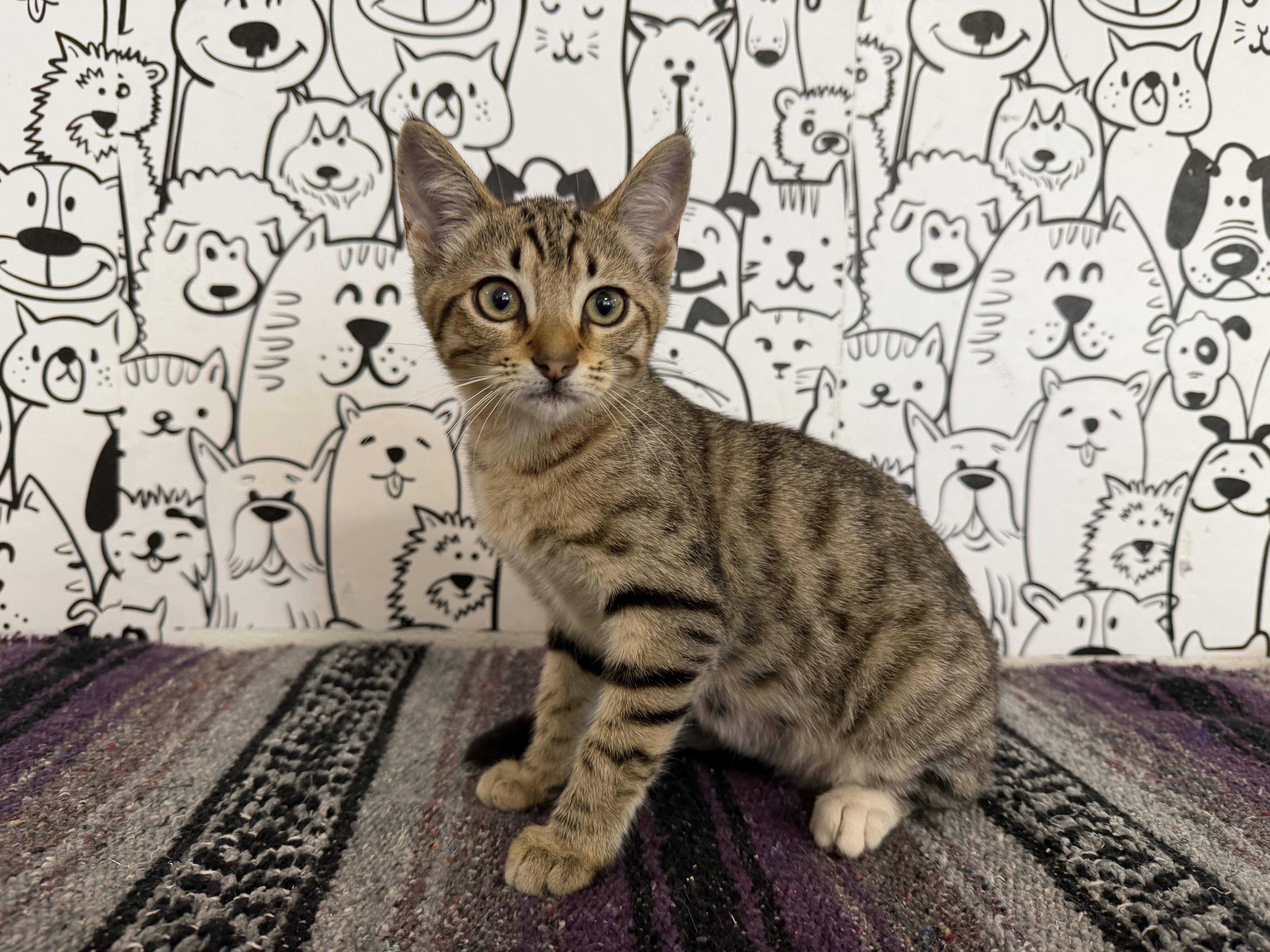 A baby small-sized female Domestic Short Hair cat named Eeny for adoption in San Pedro, CA