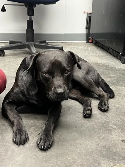 An adult large-sized male Labrador Retriever dog named B Vader for adoption in North Charleston, SC
