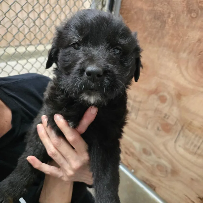 A baby medium-sized female Black Mixed Breed dog named Patty for adoption in Fort Bragg, CA