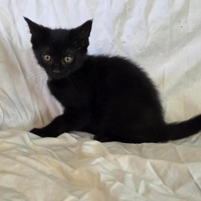 A baby small-sized female Black Domestic Short Hair cat named Petunia for adoption in Granville, OH