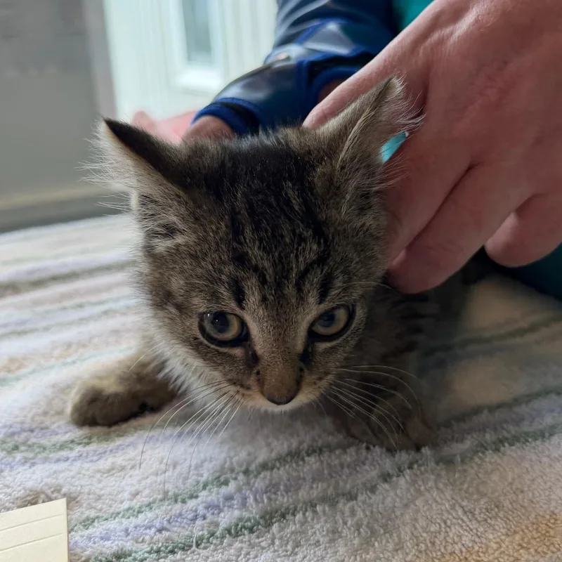 A baby small-sized male Brown / Chocolate Domestic Short Hair cat named Plum for adoption in East Smithfield , PA
