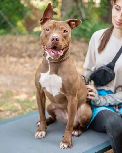 An adult large-sized female Mixed Breed dog named Driven for adoption in Chamblee, GA
