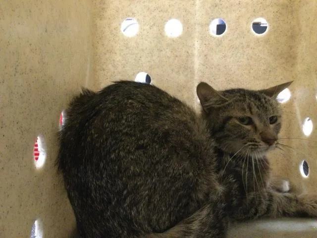 A young small-sized female Domestic Short Hair cat named Rosie for adoption in Thousand Palms, CA