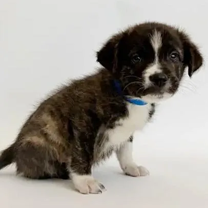 A baby small-sized male Black Mixed Breed dog named Carlisle for adoption in Saint Louis, MO