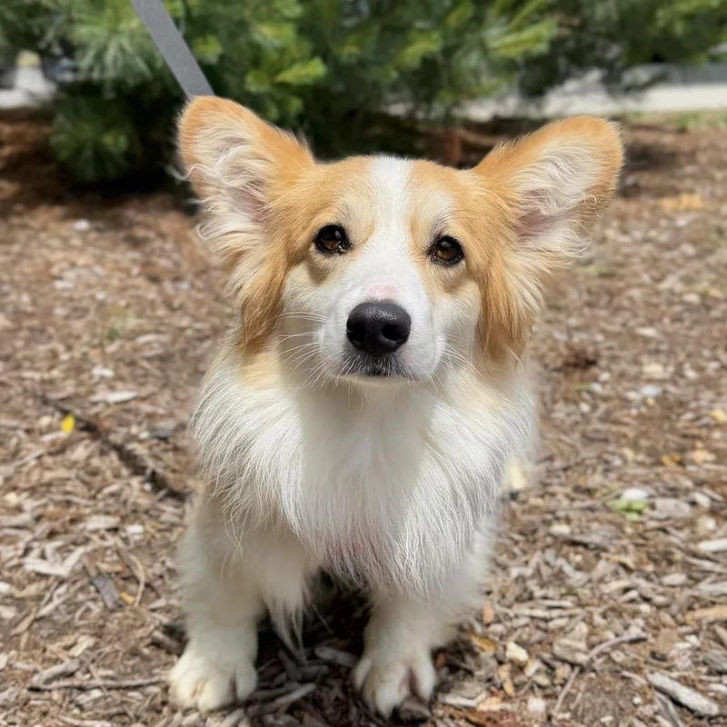 An adult medium-sized female Brown / Chocolate Corgi dog named Tomato for adoption in East Hampton, NY