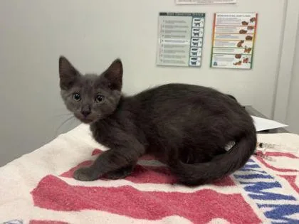 A baby small-sized male Gray / Blue / Silver Domestic Short Hair cat named This Tea Is Nothing for adoption in Kansas City, MO