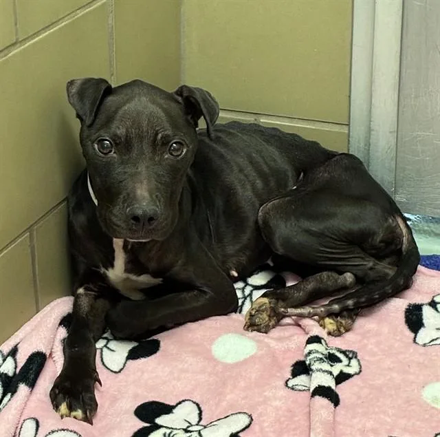 A young small-sized female Pit Bull Terrier dog named Jojo for adoption in Riverside, CA