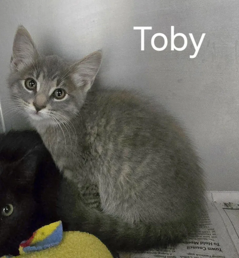 A young medium-sized male Gray / Blue / Silver Domestic Short Hair cat named Toby for adoption in Sullivan, IN