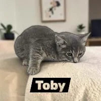 Toby thumbnail 2