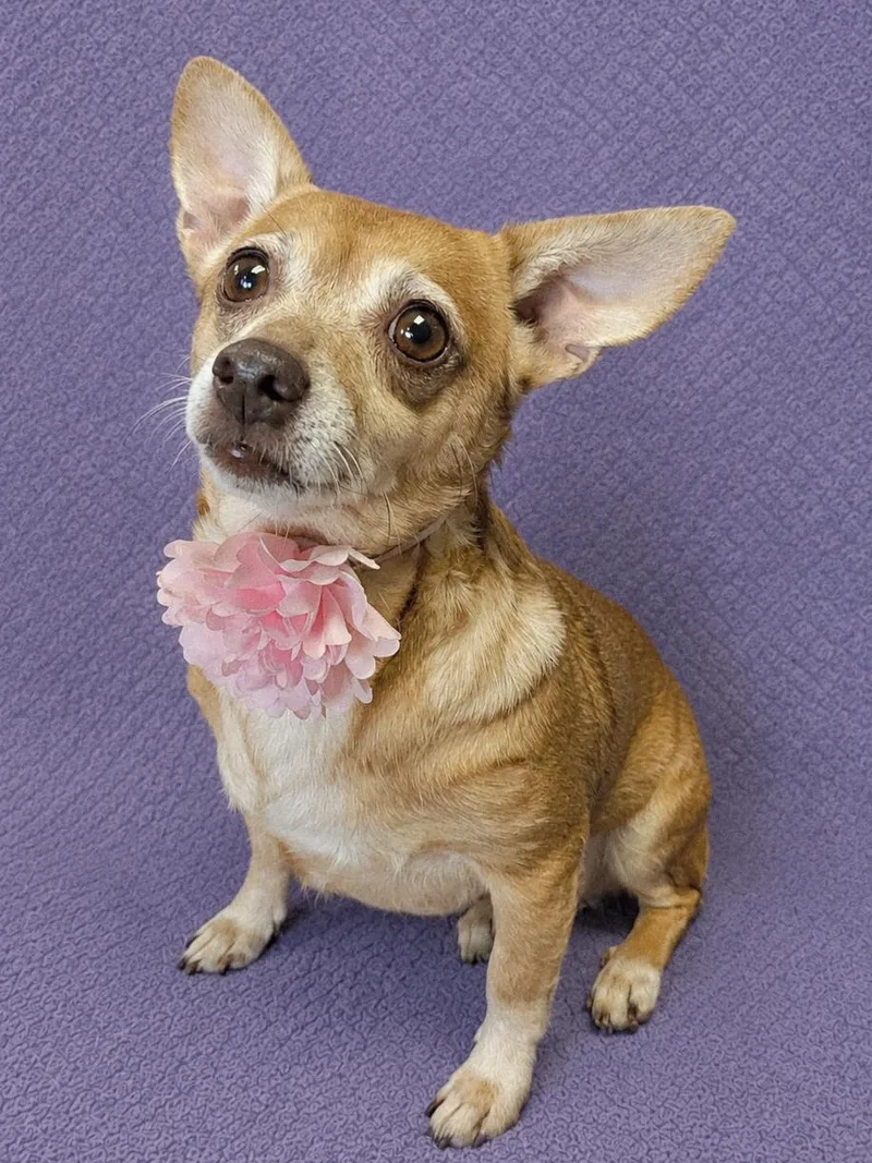 A young small-sized female Golden Chiweenie dog named Tootsie for adoption in Lodi, CA