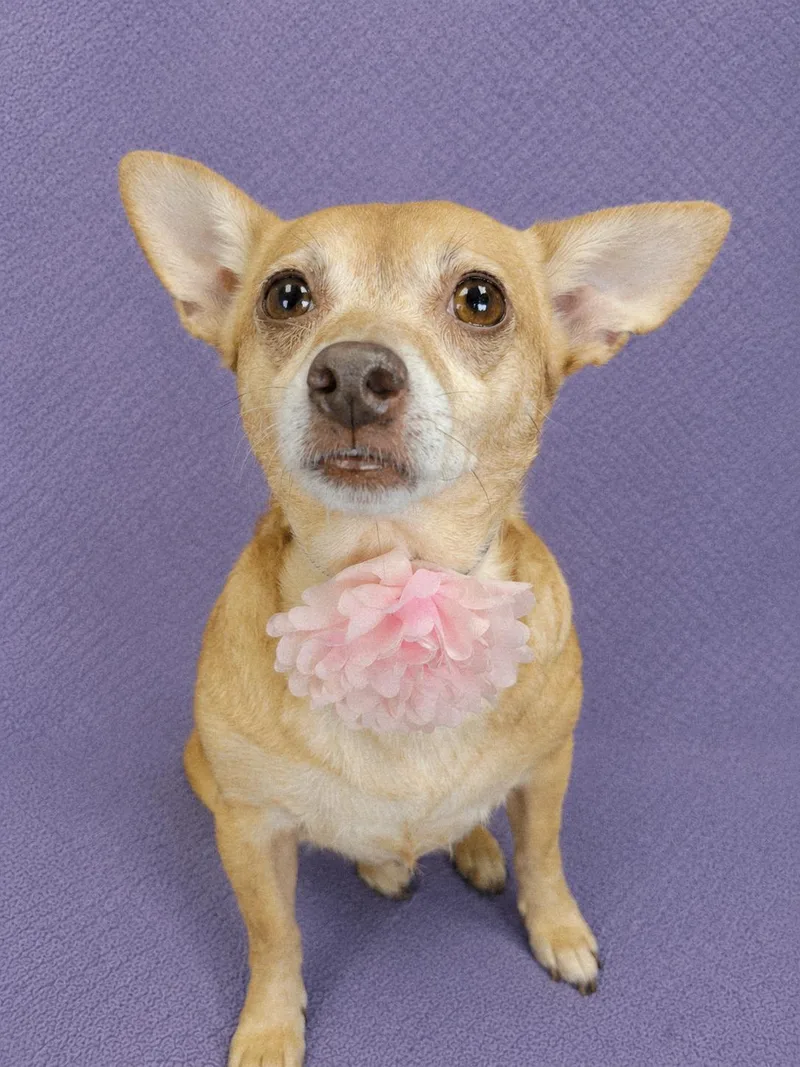 Tootsie thumbnail 5