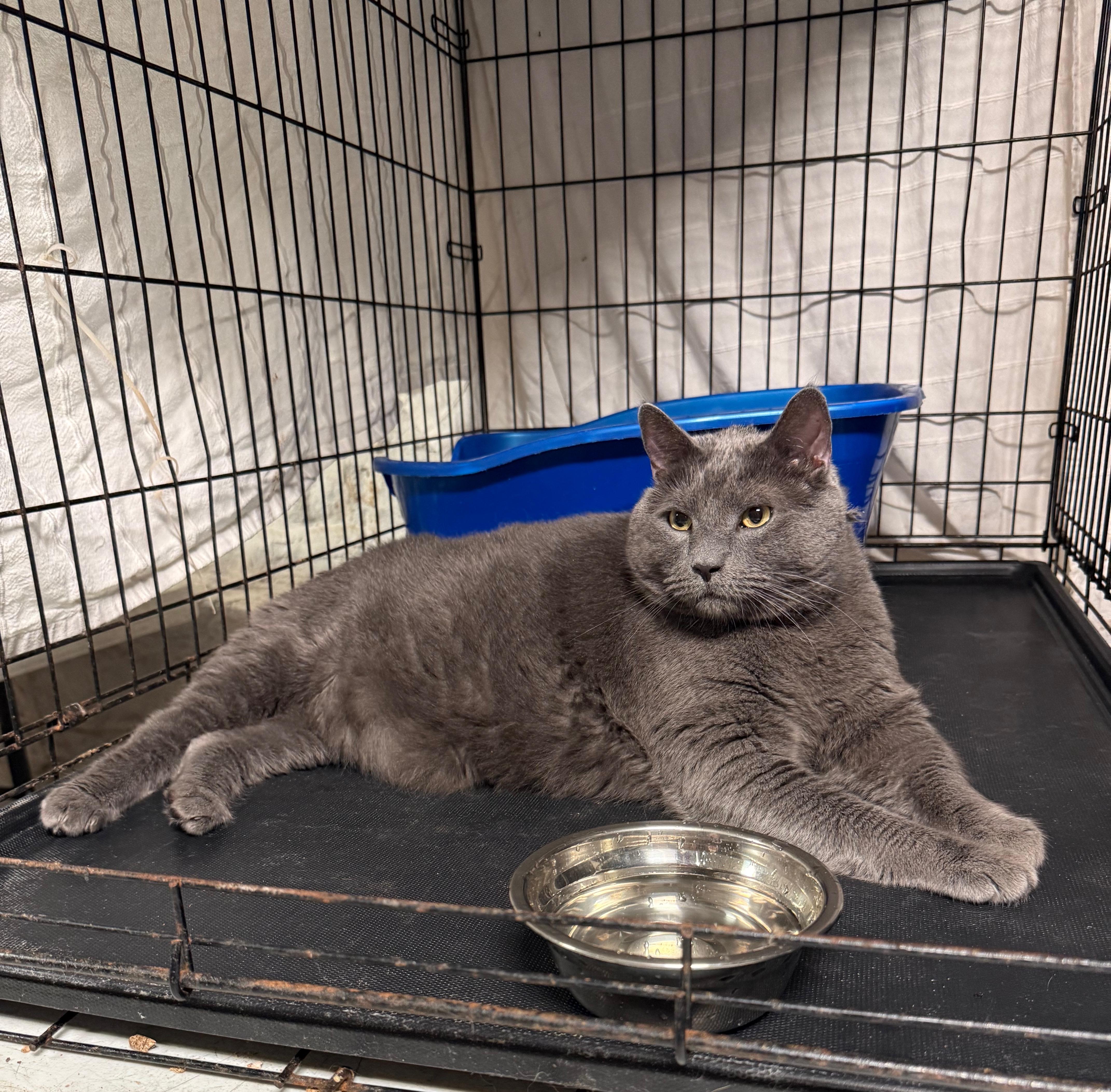 An adult large-sized male Gray / Blue / Silver Domestic Short Hair cat named King Cookie for adoption in Jersey City, NJ