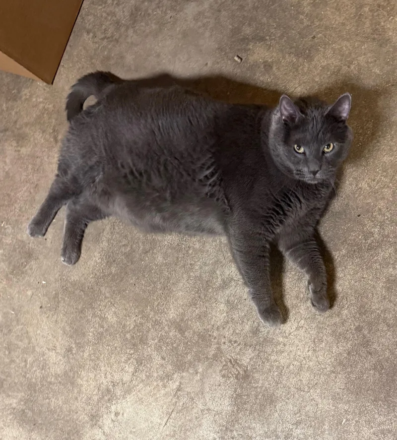 King Cookie thumbnail 2