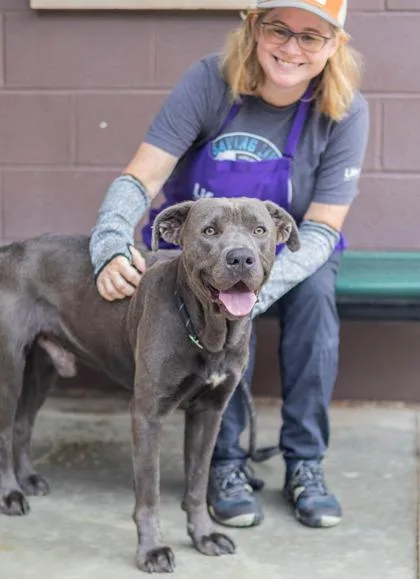 An adult large-sized male Mixed Breed dog named Quicksilver for adoption in Chamblee, GA