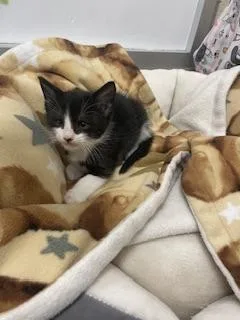A baby small-sized male Black & White / Tuxedo Tuxedo cat named Dandelion for adoption in Parlier, CA