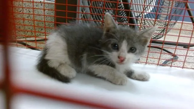 A baby small-sized female Domestic Short Hair cat named Kiki for adoption in Miami, FL