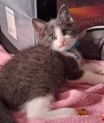 A baby small-sized male Domestic Short Hair cat named Mr.bridgeton for adoption in Van Nuys, CA