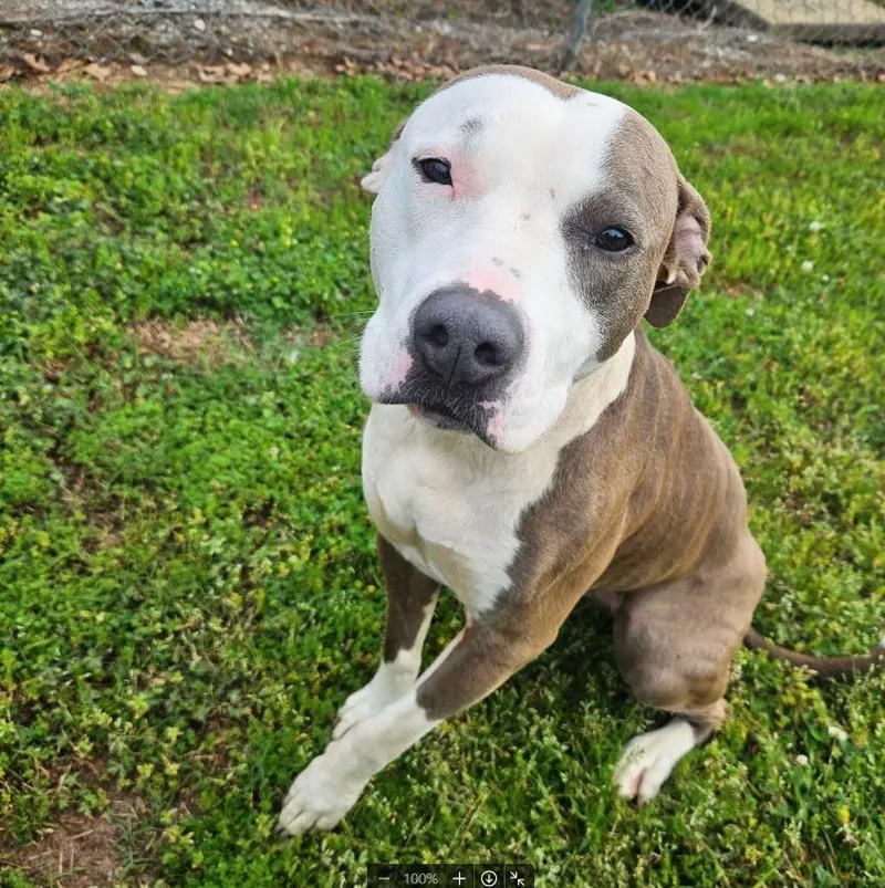 A young medium-sized female Mixed Breed dog named Esme for adoption in Shelburne, VT