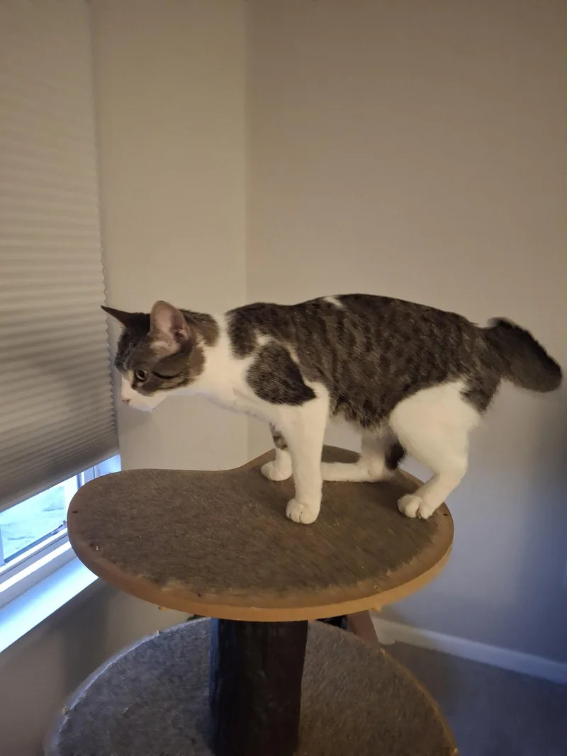 An adult medium-sized female Domestic Short Hair cat named April for adoption in Wheaton, IL