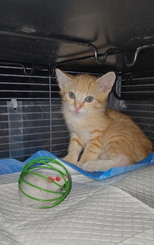 A baby medium-sized male Orange / Red Domestic Short Hair cat named Copper for adoption in Ocala, FL