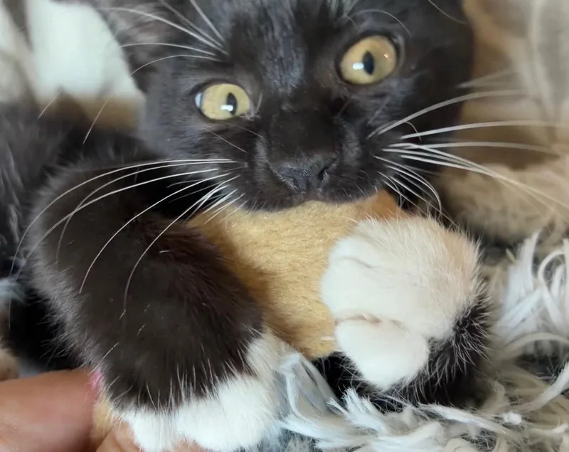 A baby medium-sized female Black & White / Tuxedo Domestic Short Hair cat named Nova for adoption in Davis, CA
