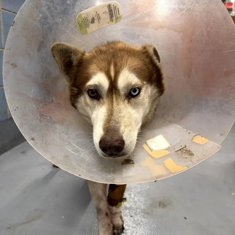 An adult medium-sized female Red / Chestnut / Orange Husky dog named Sydney for adoption in Northbrook, IL