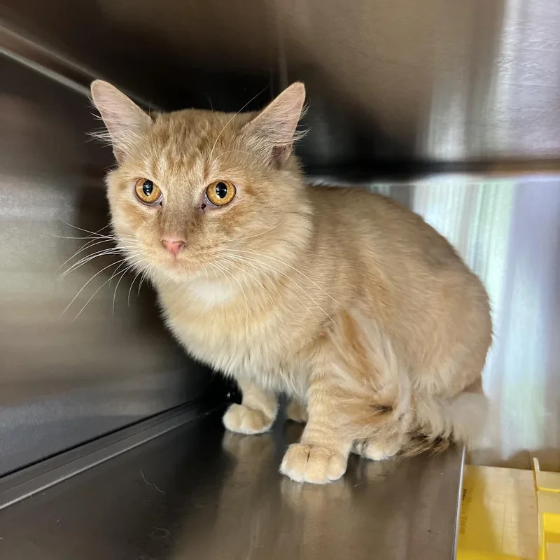 An adult large-sized male Orange / Red Domestic Short Hair cat named Turkey Leg for adoption in Manhattan, KS