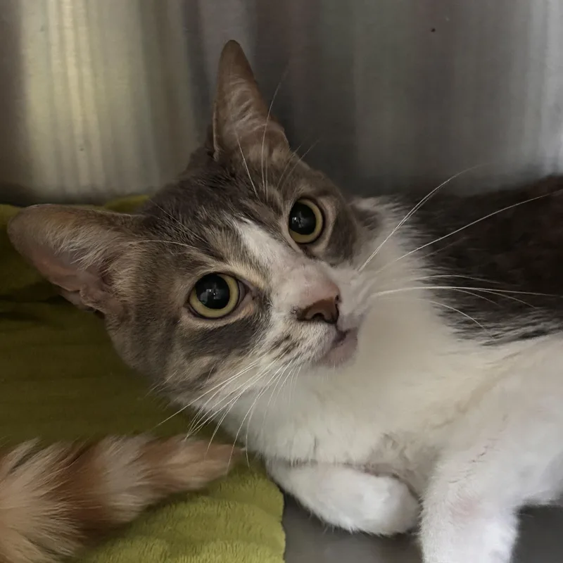 An adult large-sized male Tabby (Gray / Blue / Silver) Domestic Short Hair cat named Grey for adoption in Collierville, TN