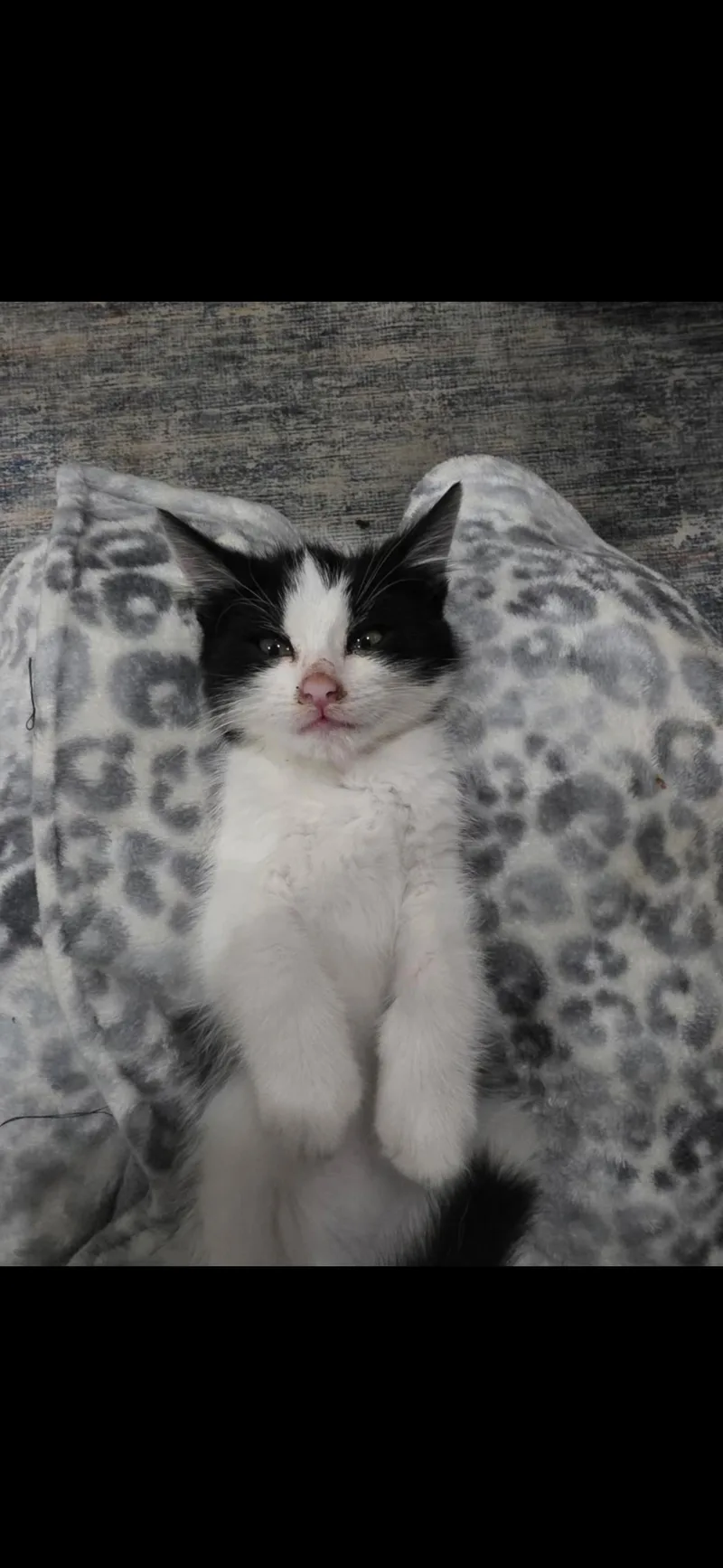 A baby medium-sized male Tuxedo cat named Turbo for adoption in St. Ansgar, IA