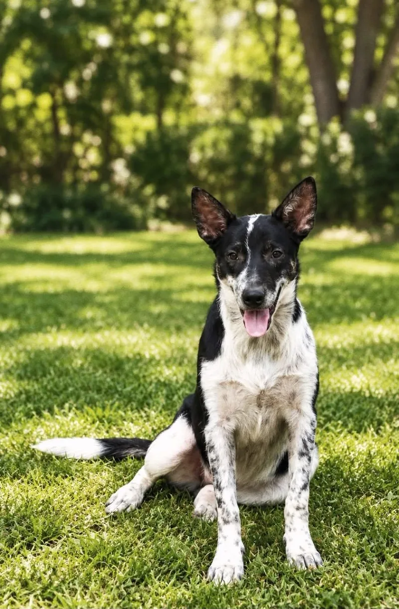 A young large-sized female Australian Cattle Dog / Blue Heeler dog named Nestle for adoption in New Baltimore, MI
