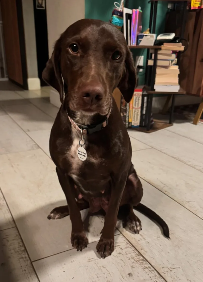 An adult medium-sized female Irish Setter dog named Pennie for adoption in Osteen, FL