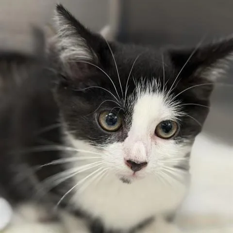 A baby medium-sized female Black Domestic Short Hair cat named Lea for adoption in Columbia, MD