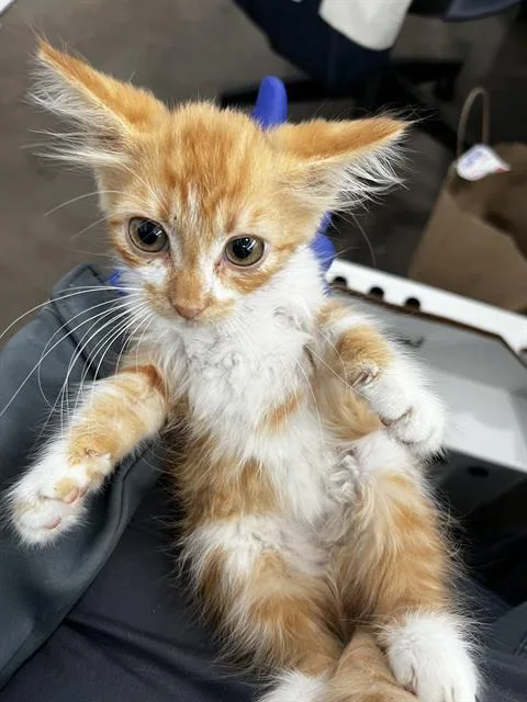 A baby medium-sized female Domestic Long Hair cat named Brandy for adoption in Dallas, TX