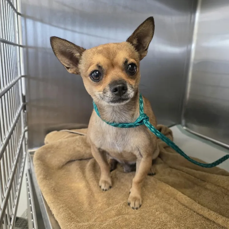 An adult small-sized male Chihuahua dog named Uncle Fred for adoption in Bastrop, TX