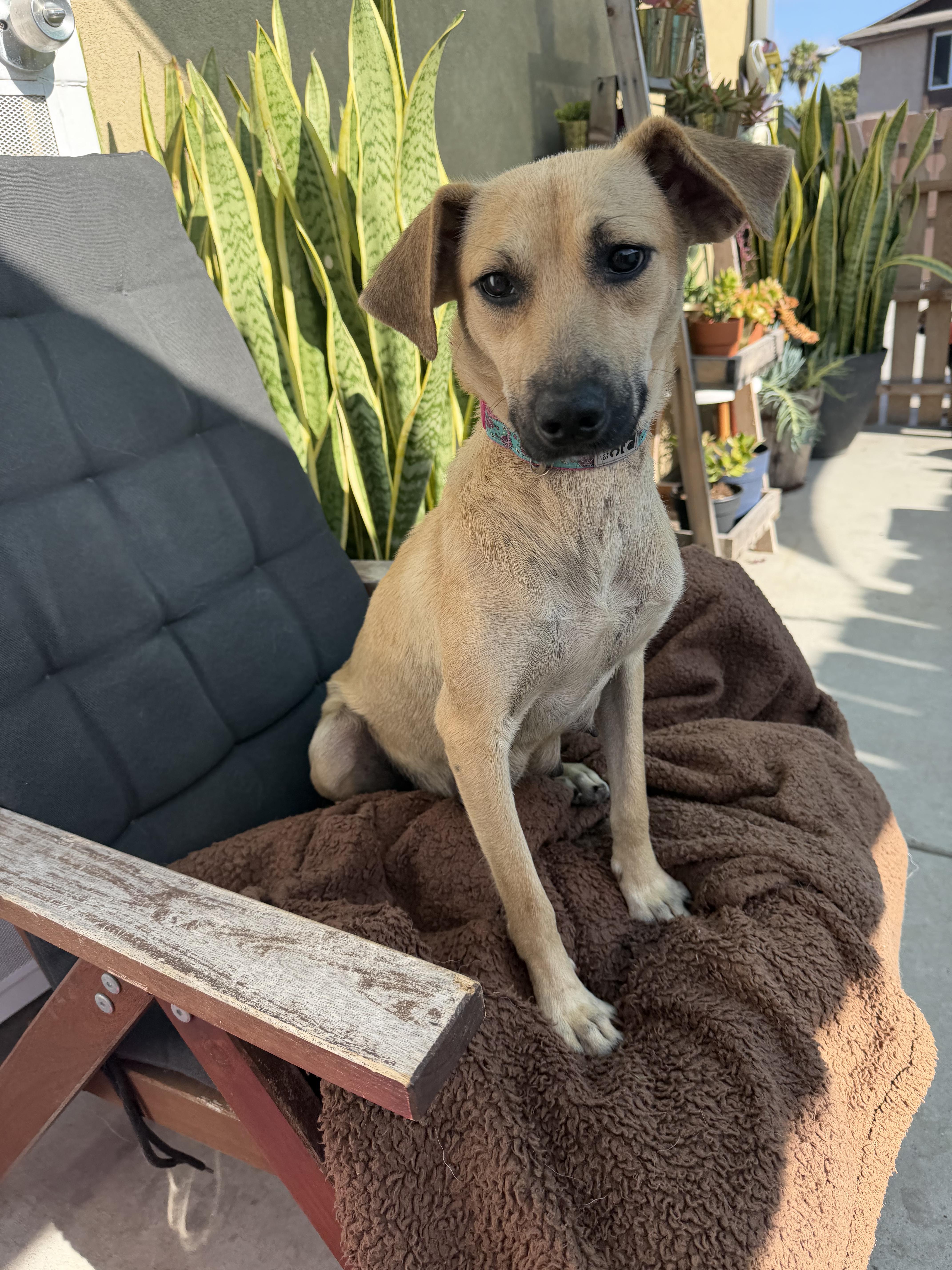 A young medium-sized female Mixed Breed dog named Shirley for adoption in Los Angeles, CA