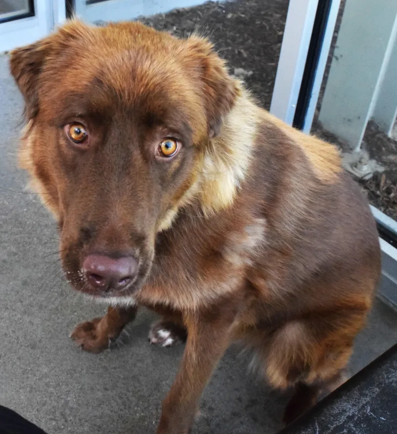 An adult large-sized female Brown / Chocolate Labrador Retriever dog named "Daisy Mae" for adoption in Broken Arrow, OK