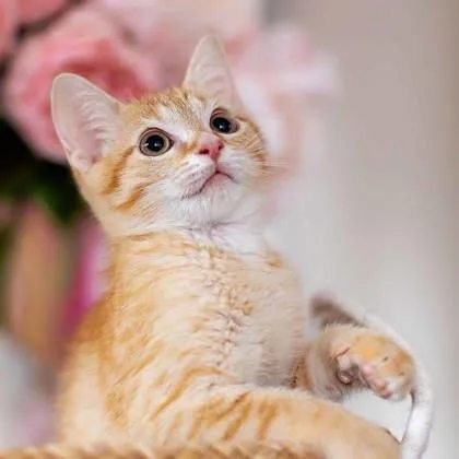 A baby small-sized female Orange / Red Domestic Short Hair cat named Ramona for adoption in Atlanta, GA