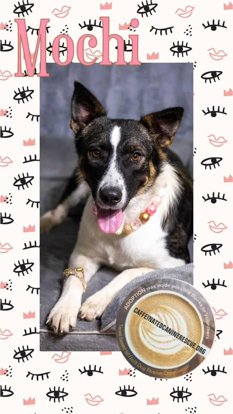 An adult medium-sized female Tricolor (Brown, Black, & White) Australian Cattle Dog / Blue Heeler dog named Mochi for adoption in Pearland, TX