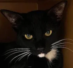 A baby medium-sized male Black & White / Tuxedo Domestic Short Hair cat named Snoopy for adoption in Anoka, MN