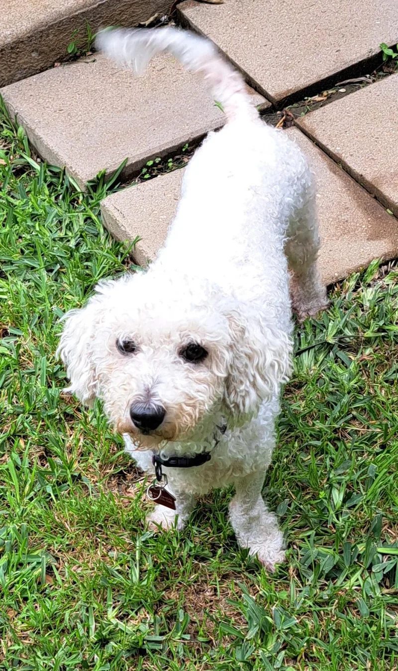 An adult small-sized female White / Cream Poodle dog named Karis for adoption in Burleson, TX