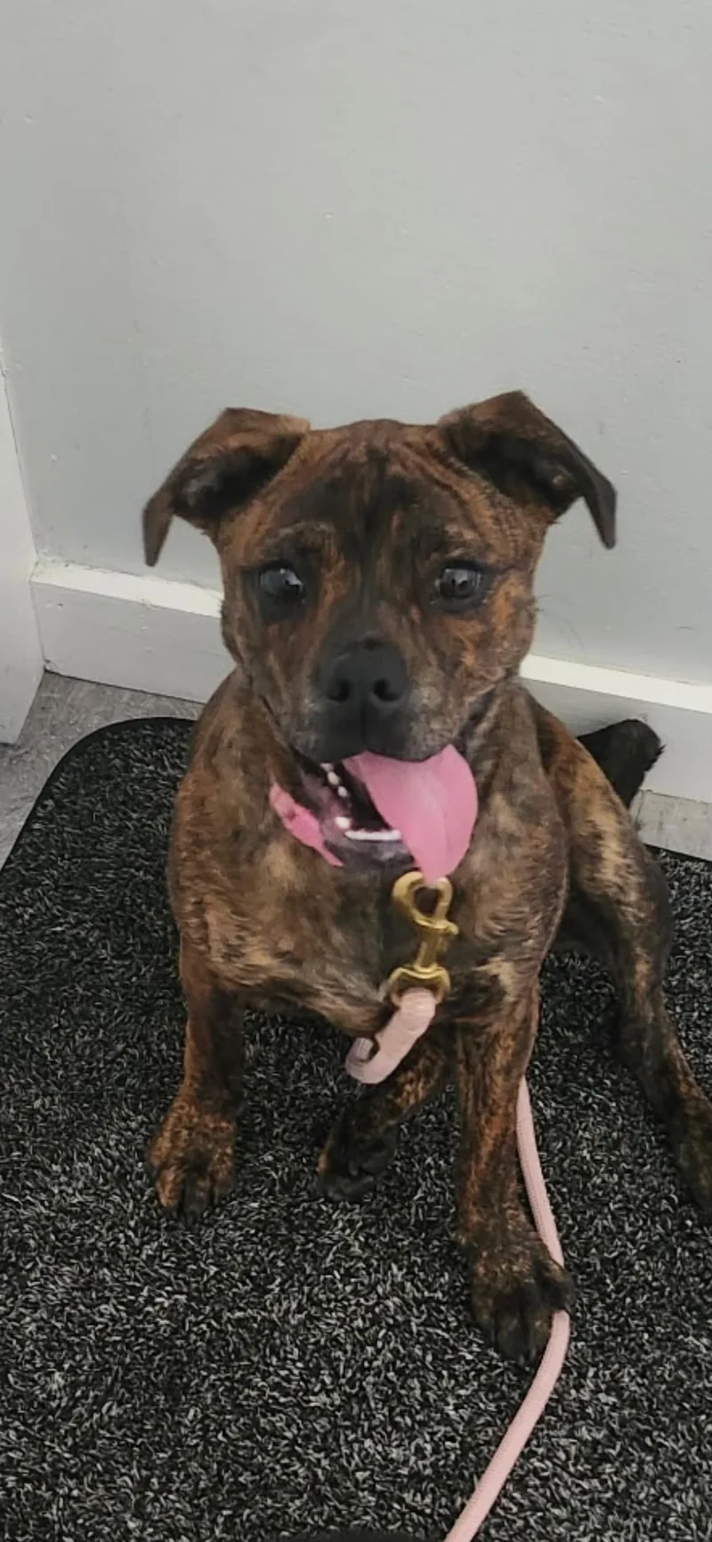 A baby medium-sized female Pug dog named Ginger for adoption in Midland, MI