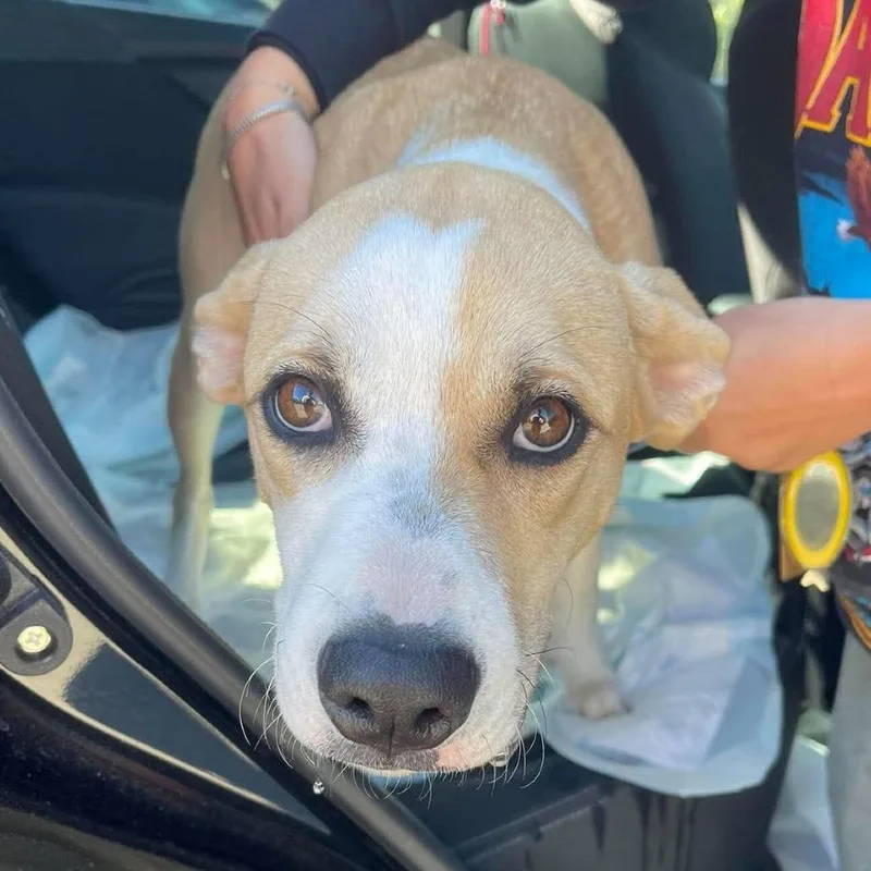 An adult small-sized female Yellow / Tan / Blond / Fawn Mixed Breed dog named Honeybee Stray Hold for adoption in Huntington, WV