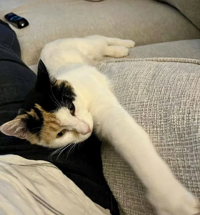 Japonica thumbnail 2