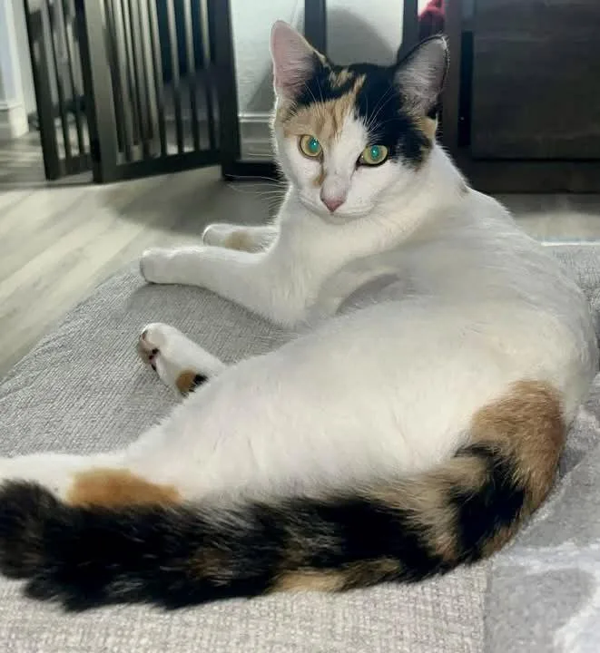 Japonica thumbnail 3