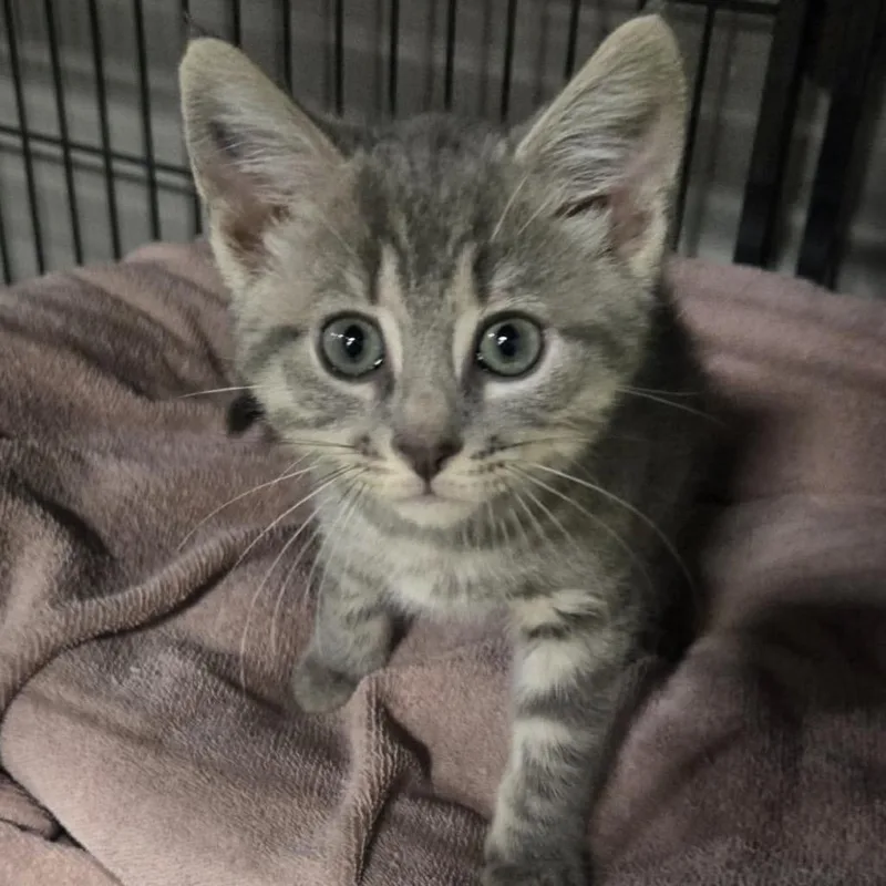 A baby small-sized male Gray / Blue / Silver Domestic Short Hair cat named Diet Coke for adoption in Woodbury, NJ