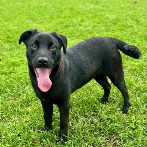 A young medium-sized male Labrador Retriever dog named Gale for adoption in Conroe, TX