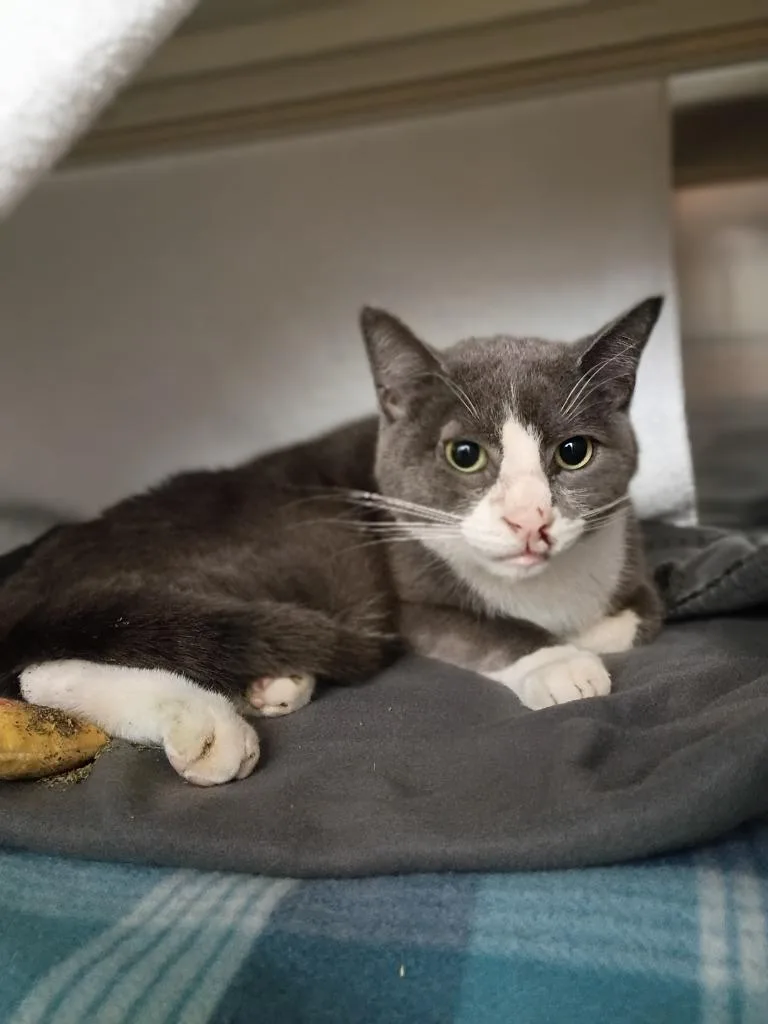 A young small-sized male Domestic Short Hair cat named Oliver for adoption in Hyde Park, NY
