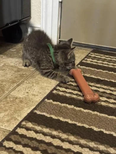 A baby medium-sized male Tabby (Gray / Blue / Silver) Domestic Short Hair cat named Bruno for adoption in Liverpool, TX