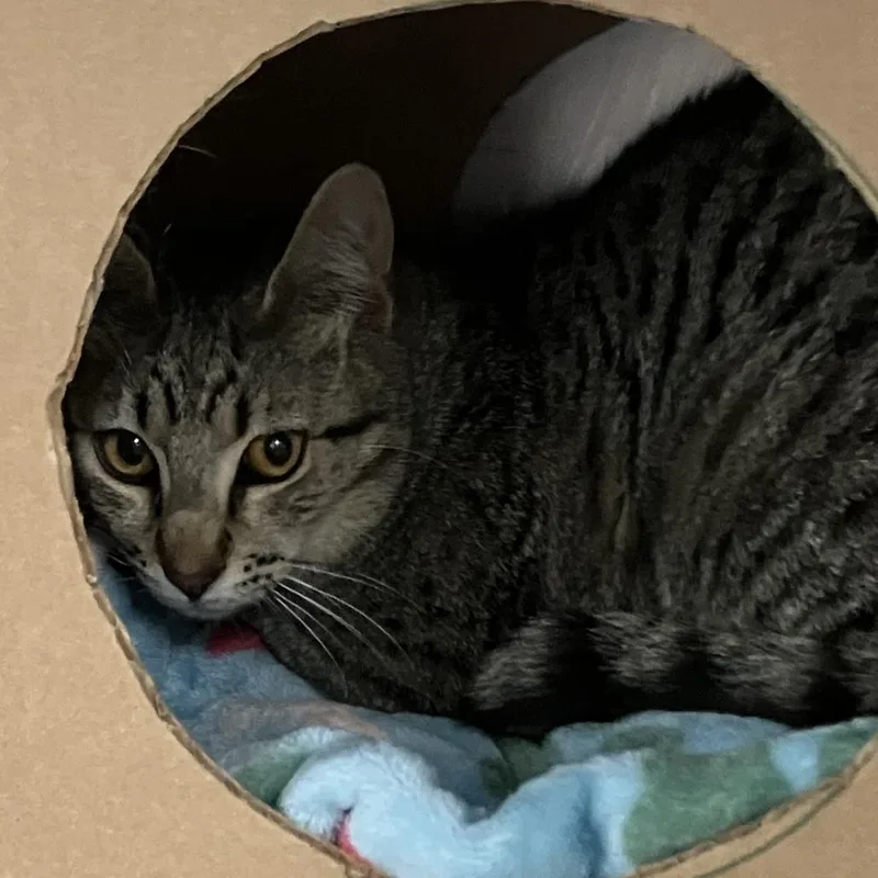 A young small-sized male Brown / Chocolate Domestic Short Hair cat named Glitchworking Cat for adoption in Idaho Falls, ID
