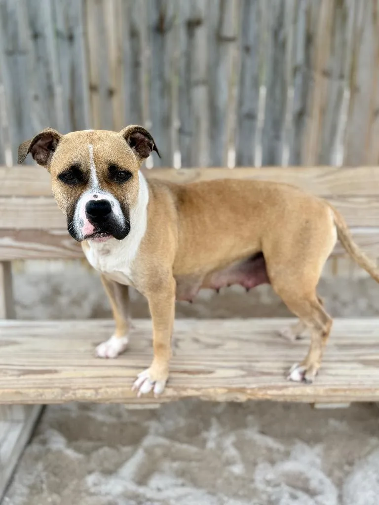 A young medium-sized female Mixed Breed dog named Blair for adoption in Muskegon, MI